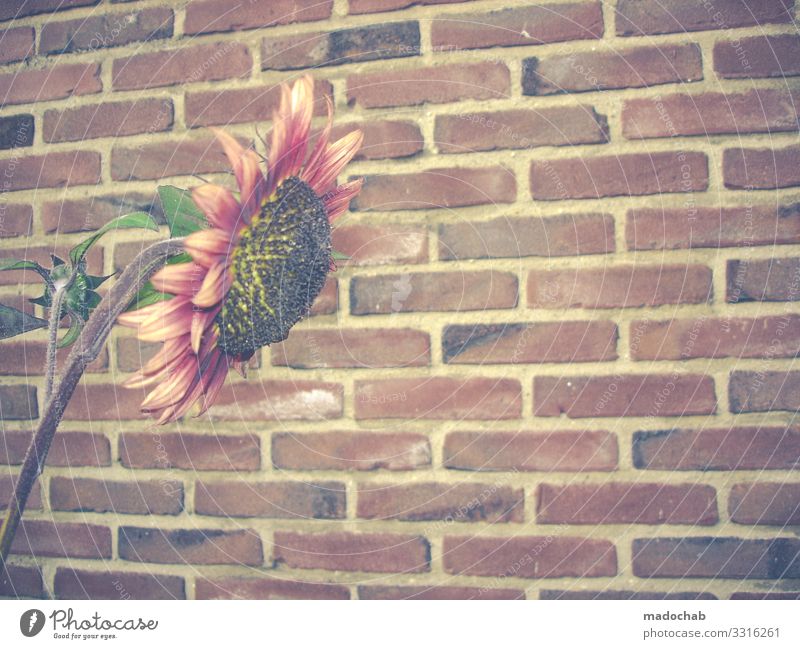 Urban gardening Pflanze Blume Mauer Wand Stein Backstein Blühend dehydrieren Wachstum Tapferkeit Mut Romantik Ausdauer standhaft Hoffnung Traurigkeit Sorge