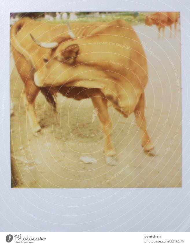 Polaroid einer Kuh, die sich mit der Zunge selbst reinigt. Landwirtschaft, viehwirtschaft.nutztier Tier Nutztier 1 dreckig Bulle Rind Ochse Juckreiz Allgäu Horn