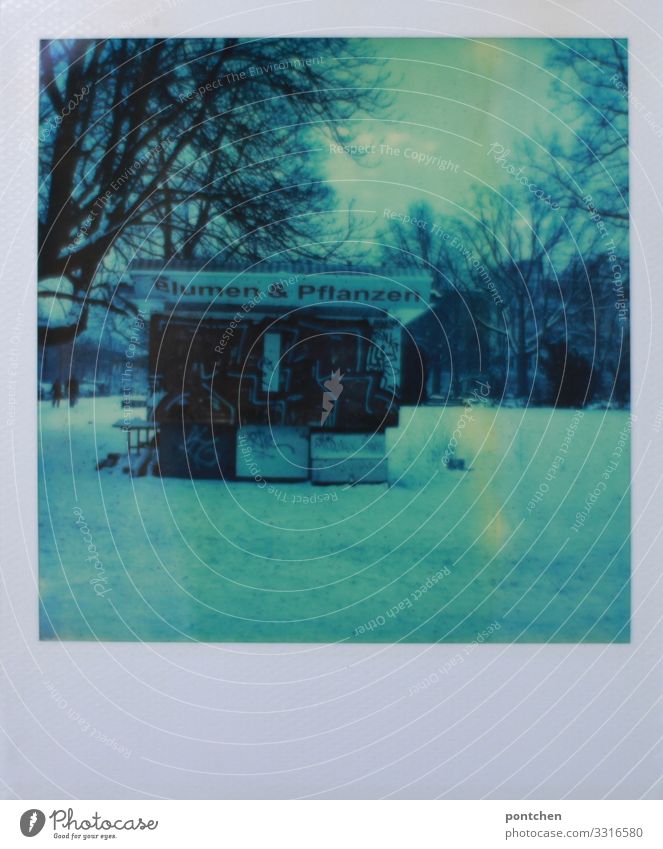 Polaroid zeigt Blumenstand im verschneite. Park im Winter Arbeitsplatz Handel Wetter Eis Frost Schnee Pflanze blau Marktstand Baum trist geschlossen Berlin