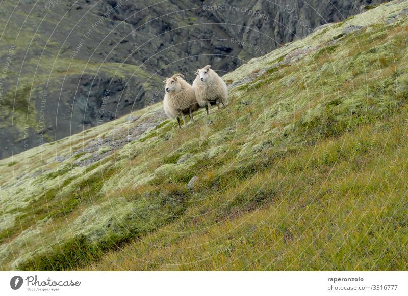 zwei Schafe stehen eng beieinander an einem stark abfallenden Hang Tiere Island Landschaft Natur Wiese Nutztier Außenaufnahme Menschenleer Farbfoto hanglage