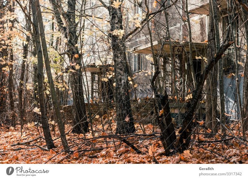 verlassenes Haus zwischen den Bäumen in der Stadt Tschernobyl Ferien & Urlaub & Reisen Tourismus Ausflug Pflanze Himmel Herbst Baum Gebäude Architektur Straße