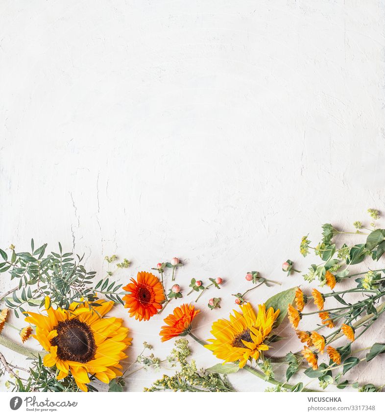 Einfassung von schönen Sommergartenblumen mit hübschen Sonnenblumen auf weißem Hintergrund, Draufsicht Borte lieblich Garten Inspiration Textfreiraum Kamille