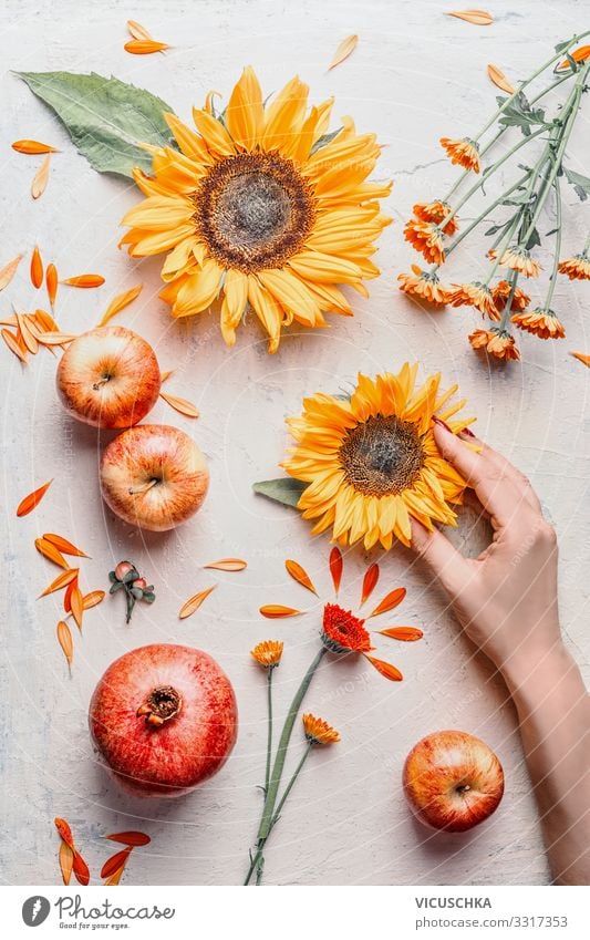 Weibliche Hand hält Sonnenblumen mit Sommerblumen und Äpfeln auf hellem Hintergrund, Ansicht von oben. Sommer-Konzept Frau Beteiligung Licht Draufsicht