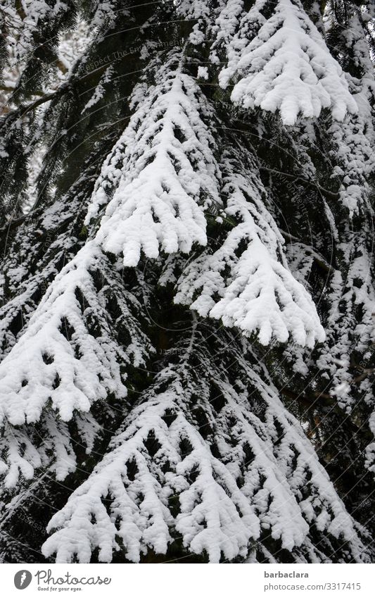 schwarz-weißer Nadelbaum Natur Pflanze Winter Eis Frost Schnee Baum Fichte Tanne stehen ästhetisch dunkel hell hoch kalt bizarr Klima Überleben Umwelt