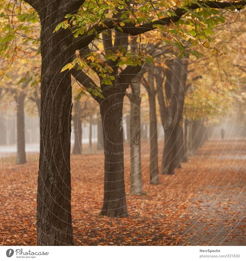 "in den Alleen hin und her unruhig wandern..." Natur Landschaft Herbst Nebel Baum Blatt Wald Wien Österreich Stadt Park Sehenswürdigkeit ästhetisch braun gelb