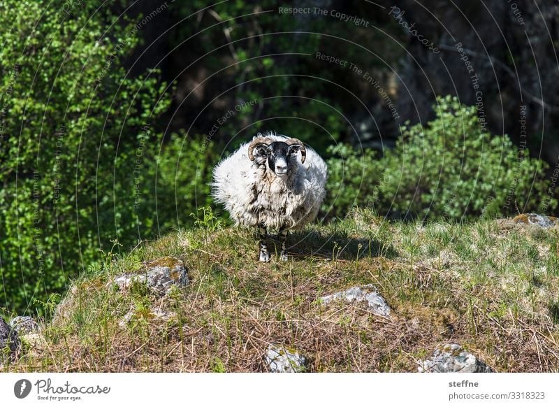 1 schaf schottland highlands iere natur