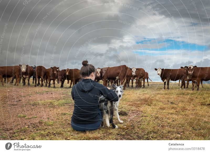 Neugierde, Kühe beäugen die junge Frau und ihren Hund feminin 1 Mensch Natur Pflanze Tier Himmel Gewitterwolken Horizont Sommer Gras Wiese Weide Nutztier