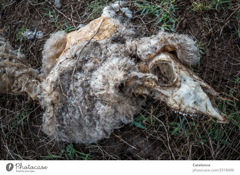 Vergangen, das Fell eines toten Schafes liegt im Gras Wiese Feld Tier Nutztier Totes Tier 1 Schafschädel Wolle Knochen trist braun grau grün schwarz weiß