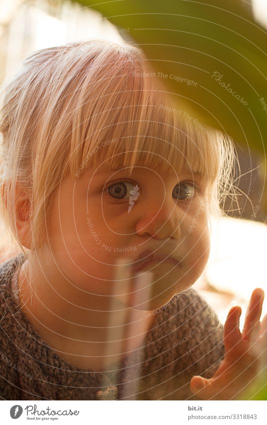 Kleines, goldiges, süßes, niedlichen, blondes, blauäugiges Mädchen mit Ponyfrisur schaut neugierig durch die Scheibe aus Glas vom Fenster und beobachtet, interessiert die andere Seite drinnen, dabei drückt das Kind die Nase platt.