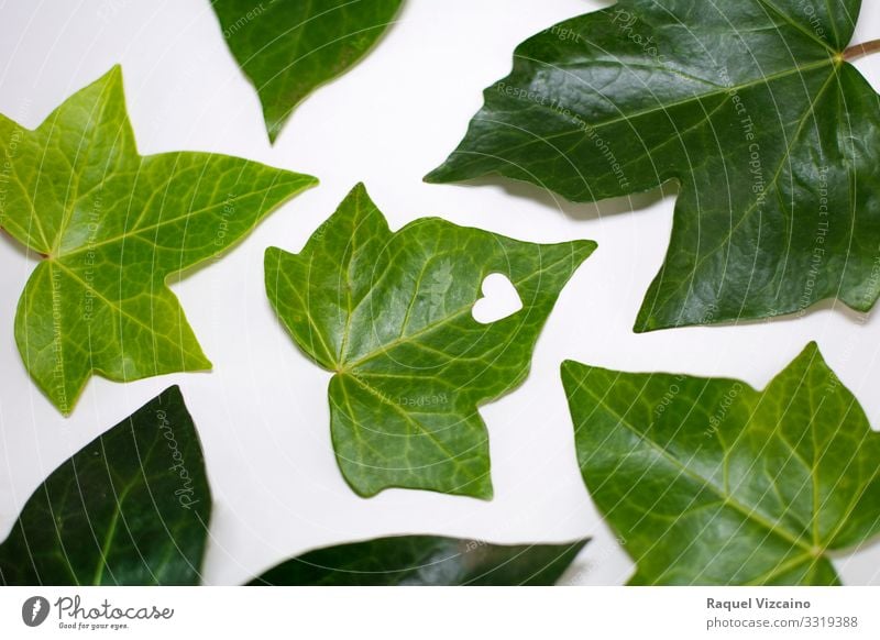 Grünes Blatt mit einem herzförmigen Valentinstag Pflanze Herz natürlich grün weiß vereinzelt Gesundheit Frühling Hintergrund weißer Hintergrund "Form". Farbfoto