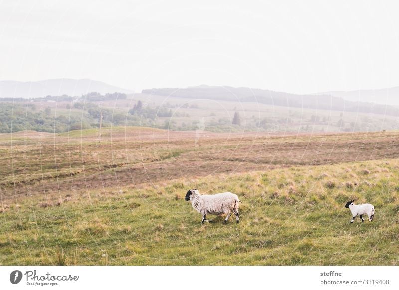 2 schafe schottland natur tiere highlands