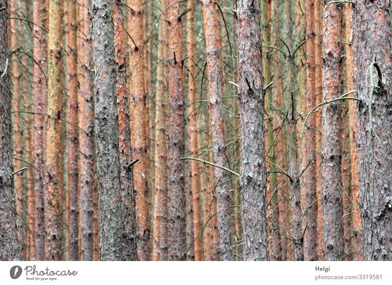 viele Baumstämme von Fichten stehen nebeineinander und hintereinander Umwelt Natur Pflanze Baumstamm Kiefer Zweig Wald alt Wachstum authentisch außergewöhnlich