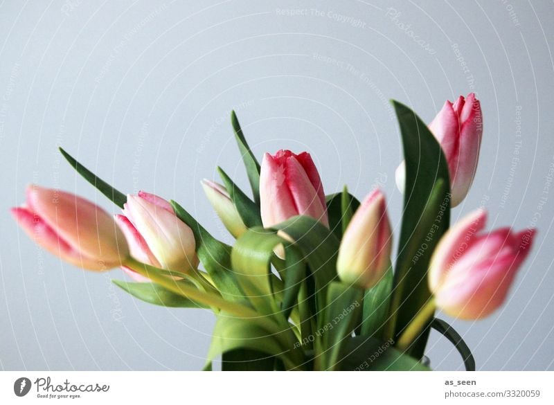 Frische Tulpen Lifestyle harmonisch Dekoration & Verzierung Valentinstag Muttertag Ostern Natur Frühling Pflanze Blumenstrauß Blühend leuchten authentisch