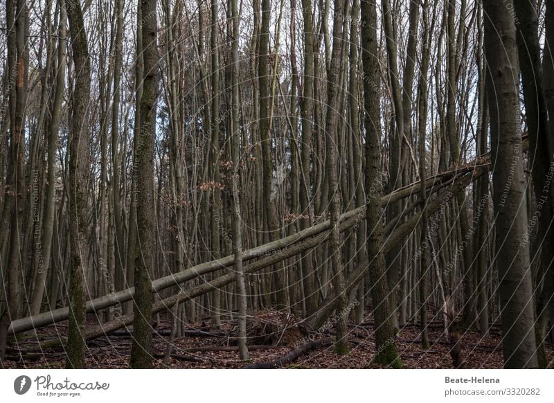 Bäume 9 kahl Wald abgebrochen Querstände kalt blattlos Himmel Unordnung Chaos trist Holzbruch Baumbruch