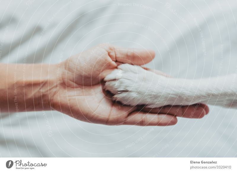 Frauenhand hält sanft eine weiße Hundepfote Freizeit & Hobby Schule Mensch Erwachsene Freundschaft Hand Finger Tier Haustier Pfote Liebe Freundlichkeit