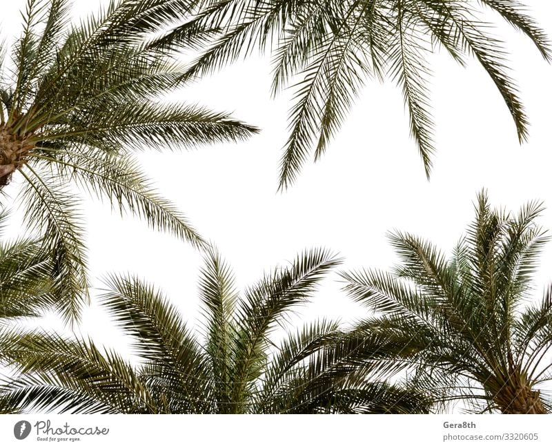 hohe Palmenmuster auf weißem Hintergrund Ferien & Urlaub & Reisen Tourismus Sommer Natur Pflanze Klima Baum Blatt heiß hell natürlich grün Ägypten