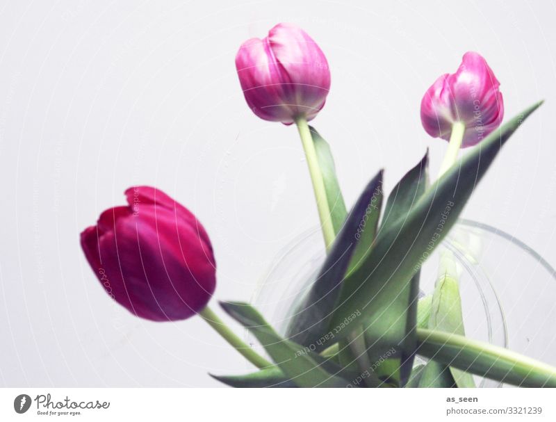 Drei Tulpen in der Vase Lifestyle Innenarchitektur Dekoration & Verzierung Valentinstag Muttertag Ostern Natur Pflanze Frühling Sommer Blume Tulpenblüte Blatt