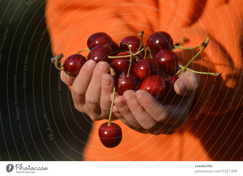 frisches Obst z.B. Kirschen | lebensnotwendig Hände Kind anbieten ernten lecker saftig süß rot Sommer sommerlich orange Früchte Frucht Lebensmittel Lebensfreude