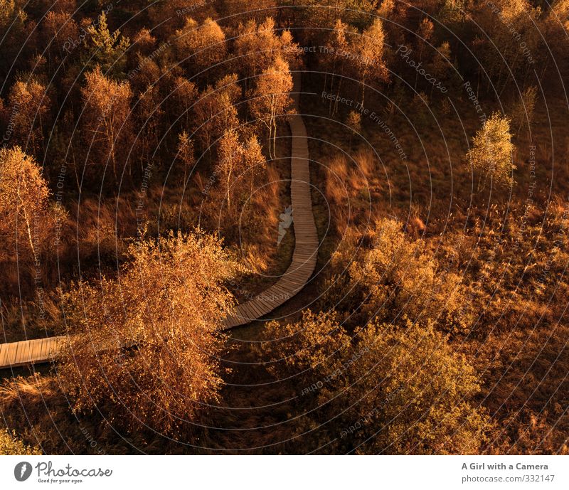 schwarze Moor Hochrhön Umwelt Natur Landschaft Sonne Sonnenlicht Herbst Klima Schönes Wetter Baum Wald Bayrische Rhön mehrfarbig Gold Wege & Pfade Holzweg