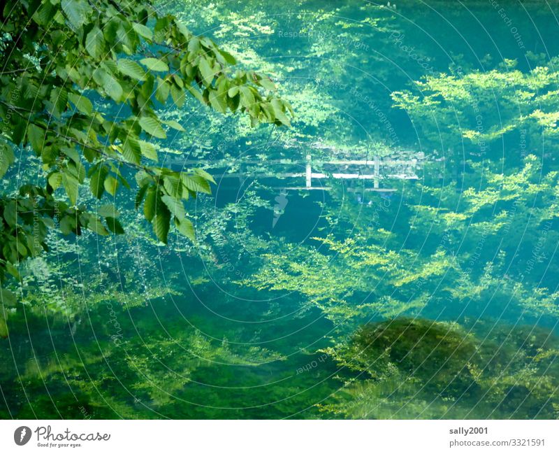 stille tiefe Wasser... Landschaft Pflanze Sommer Schönes Wetter Baum Wald Berge u. Gebirge Schwäbische Alb See Blautopf Deutschland Baden-Württemberg blau grün