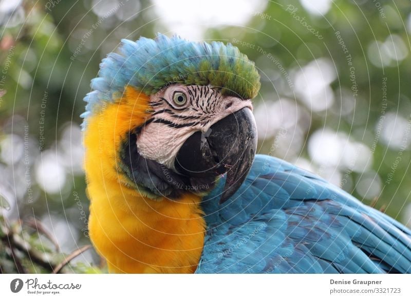 blue yellow parrot in the rainforest of Ecuador Leben Zoo Umwelt Natur Landschaft Klima Klimawandel Tier Vogel 1 Ferien & Urlaub & Reisen blau gelb bird macaw