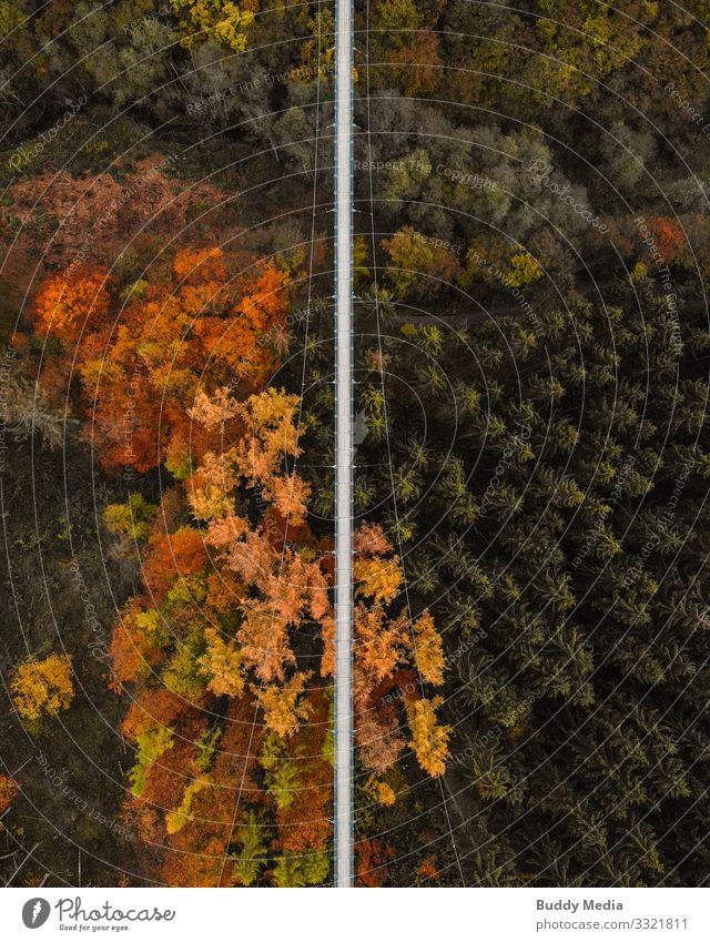 Drohnenaufnahme der Hängeseilbrücke Geierlay Tourismus Abenteuer Sightseeing Expedition Camping wandern Natur Landschaft Herbst Baum Wald Schlucht Hunsrück