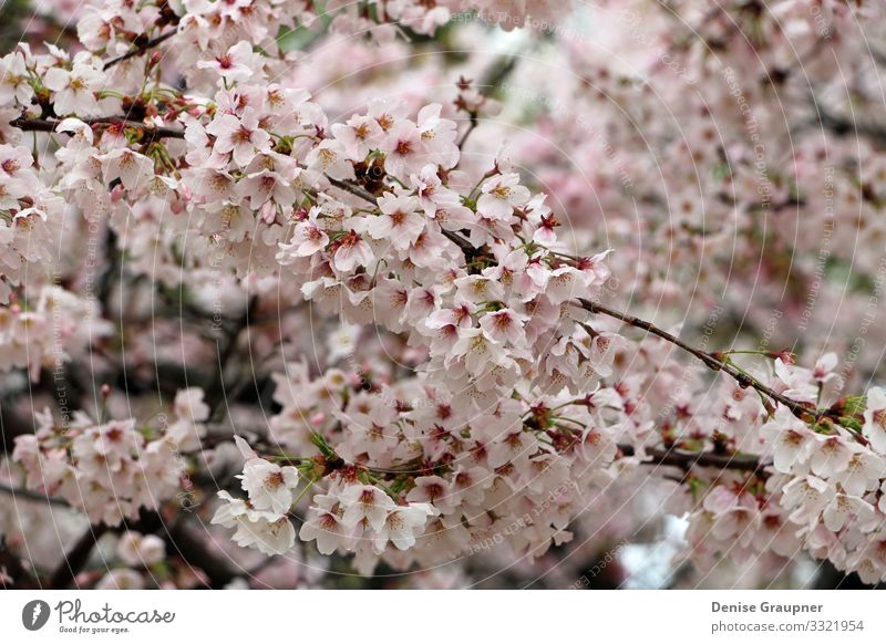 Cherry blossoms in Kyoto Japan Hanami Umwelt Natur Pflanze Klima Wetter Park Ferien & Urlaub & Reisen rosa Tradition cherry culture flower japanese Kirschblüten