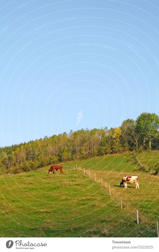 Kuhtrennung Ferien & Urlaub & Reisen Umwelt Natur Landschaft Pflanze Tier Frühling Sommer Schönes Wetter Wiese Wald Hügel Schwarzwald 2 natürlich blau grün