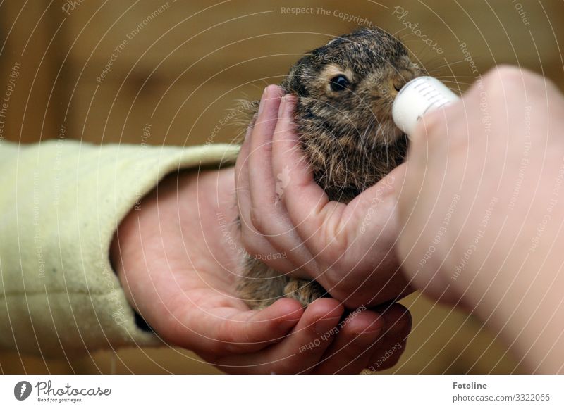 aufpeppeln Mensch feminin Haut Hand Finger Umwelt Natur Tier Haustier Tiergesicht Fell 1 Tierjunges kuschlig klein nah natürlich weich braun grün