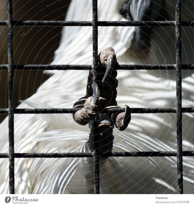 Hinter Gittern Tier Haustier Wildtier Vogel Flügel Krallen Zoo 1 natürlich schwarz weiß Kakadu Käfig Feder Schnabel gefangen Schwarzweißfoto Außenaufnahme