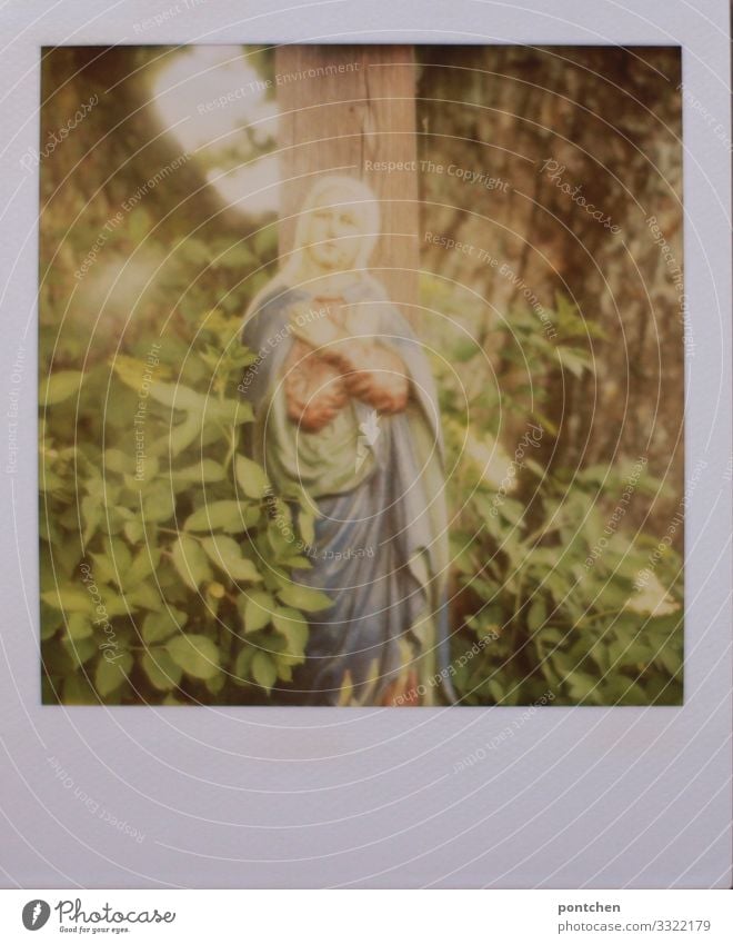 Polaroid zeigt marienstatue vor Baum und grünen Blättern. Religion Kunst Dekoration & Verzierung Sammlerstück Glaube Religion & Glaube heilig Heiligenfigur