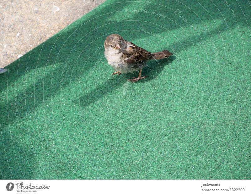 Kleiner Vogel auf grüne Art und Weise Meisen 1 Teppich Kunststoff einfach frei klein niedlich unten Wachsamkeit Mittelpunkt Neugier Bürgersteig Schattenspiel
