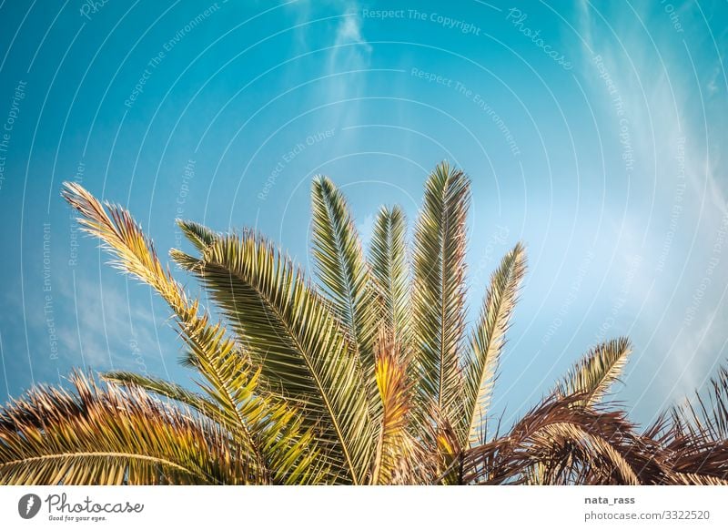 Palmenkrone wächst in Kalifornien an der Küste von Santa Monica kronenartig Landschaft tropisch Los Angeles idyllisch offen authentisch Textfreiraum getönt