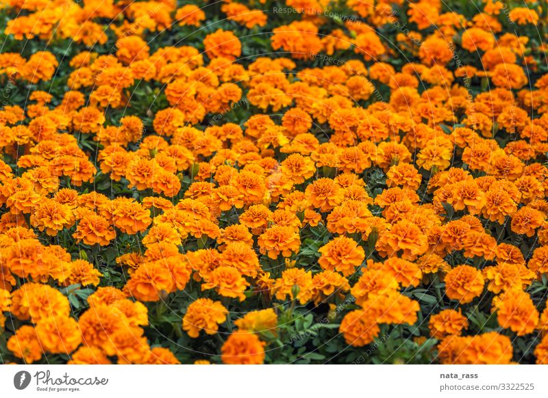 Natürliche Wiese mit orangefarbenen Ringelblumenblüten, auch bekannt als tagetes oder genda authentisch Landschaft Blumenbeet niemand Genda-Pflanze
