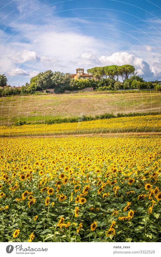 Toskanischer Hügel mit blühenden Sonnenblumen und typischem Bauernhaus Bodenbearbeitung toskanisch mediterran idyllisch Gutshaus niemand toskana Überstrahlung
