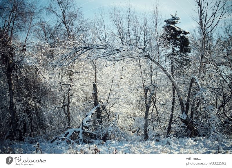 Verschneite Bäume im Winterwald Natur Landschaft Schönes Wetter Schnee Baum Wald Wildnis kalt verschneit