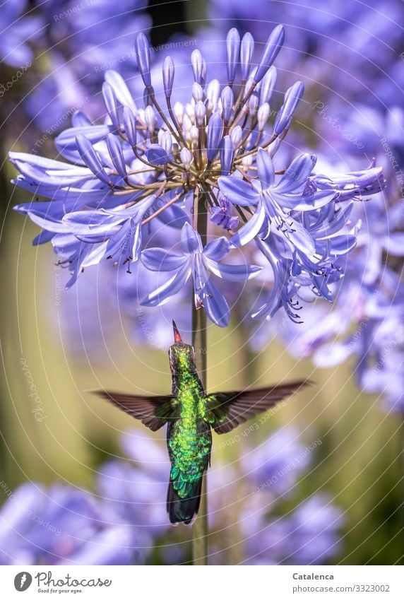 Picaflor; Kolibri vor einer lila Blüte des Agapanthus Natur Pflanze Tier Sommer Blume Schmucklilien Amaryllidaceae Wildtier Vogel Kolibris 1 Blühend Duft
