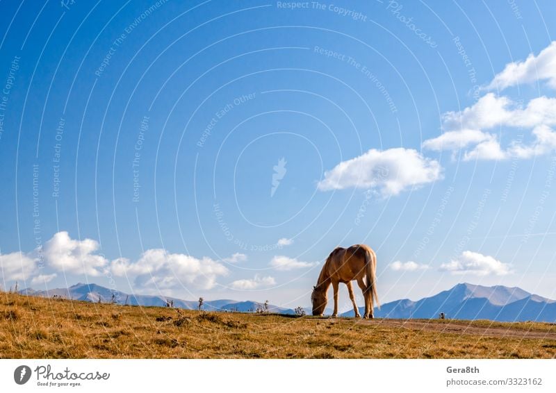 Pferd auf einem Hintergrund von Bergen und Himmel in Georgien Ferien & Urlaub & Reisen Tourismus Berge u. Gebirge Natur Landschaft Pflanze Tier Wolken Herbst