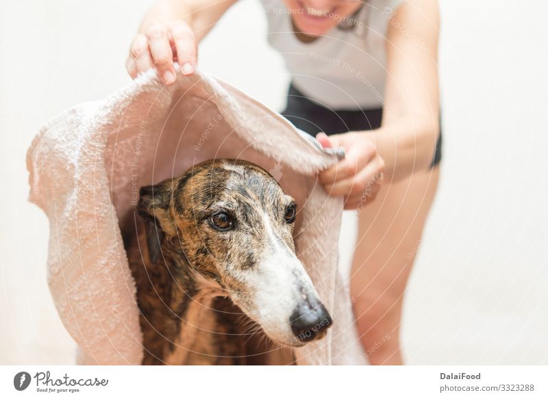 Trocknen des Hundes mit einem Handtuch Glück Frau Erwachsene Freundschaft Haustier klein lustig nass niedlich Sauberkeit weich braun weiß reizvoll Hintergrund
