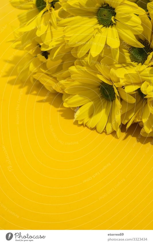 Gelber Chrysanthemenstrauß auf gelbem Hintergrund. Raum kopieren Blume Blumenstrauß Blüte geblümt Frühling rosa Natur Pflanze Isoliert (Position) Gänseblümchen
