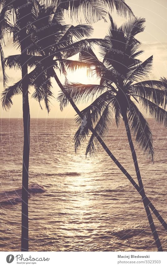 Kokospalmen Silhouetten bei Sonnenuntergang. exotisch Erholung ruhig Ferien & Urlaub & Reisen Tourismus Ausflug Sommer Sommerurlaub Sonnenbad Strand Meer Insel
