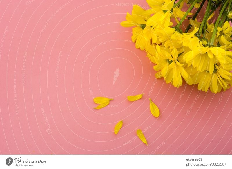 Gelber Chrysanthemenstrauß auf gelbem Hintergrund. Raum kopieren Blume Blumenstrauß Blüte geblümt Frühling rosa Natur Pflanze vereinzelt Gänseblümchen Blatt