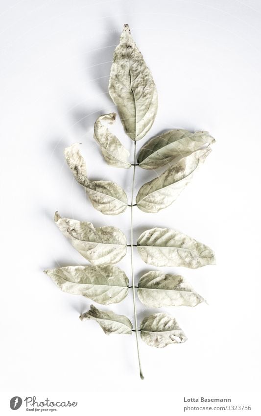 Fundstück Umwelt Natur Pflanze Blatt ästhetisch schön grau grün natürlich Biologie Farbfoto Gedeckte Farben Nahaufnahme Detailaufnahme abstrakt Menschenleer