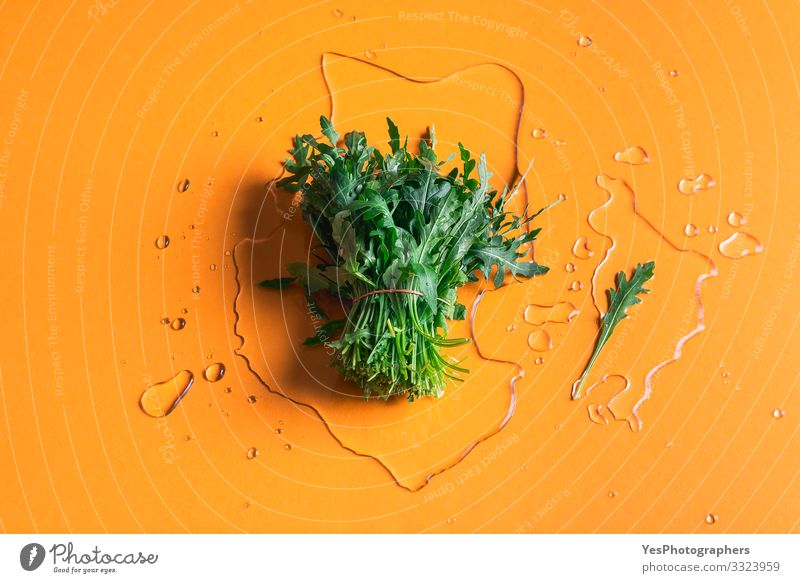 Rucola-Bündel auf Wasserspritzer auf orangem Hintergrund Gemüse Salat Salatbeilage Bioprodukte Vegetarische Ernährung Diät Gesunde Ernährung Garten Gartenarbeit