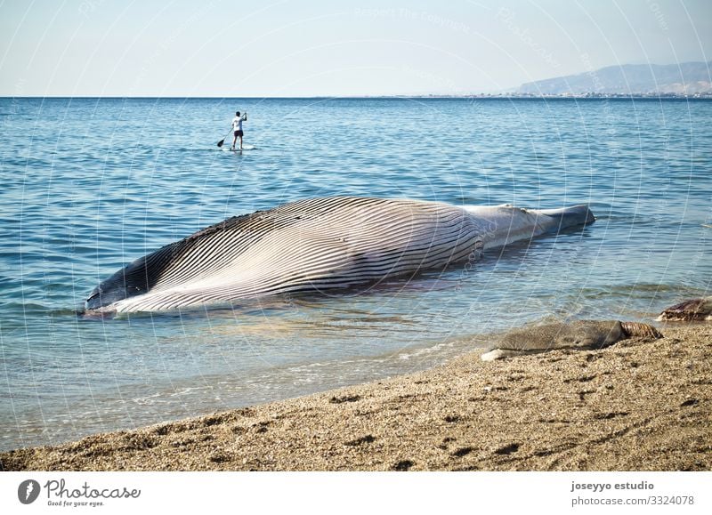 Am Ufer eines Sandstrandes gestrandeter Finnwal balaenopteridae Strand blau Körper Kap Walfisch Küste Tod Desaster Flosse Buckel Säugetier Mittelmeer Natur Meer