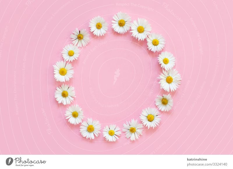 Rahmen aus weißen Gänseblümchen auf einem hellrosa Hintergrund Design Dekoration & Verzierung Hochzeit Frau Erwachsene Mutter Blume Liebe oben Kreativität