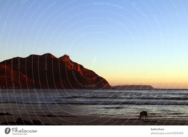 abendstimmungsvoll Sonnenuntergang Sonnenaufgang Nacht Dämmerung Abend Außenaufnahme Farbfoto schön traumhaft Romantik Licht Fernweh Hout Bay Kapstadt Südafrika