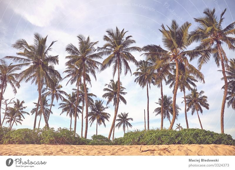Kokosnusspalmen an einem Strand. Erholung Ferien & Urlaub & Reisen Tourismus Ausflug Abenteuer Sommer Sommerurlaub Insel Natur Landschaft Sand Himmel