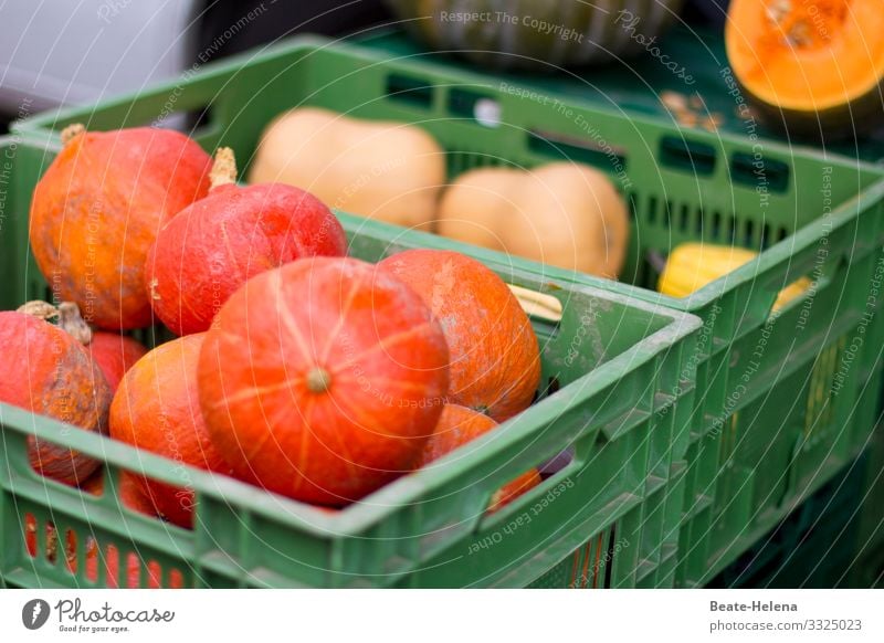 Verlockende Köstlichkeiten 1 Kürbis Gemüse Herbst Essen Gesundheit gelb Vegetarische Ernährung orange Farbfoto Lebensmittel