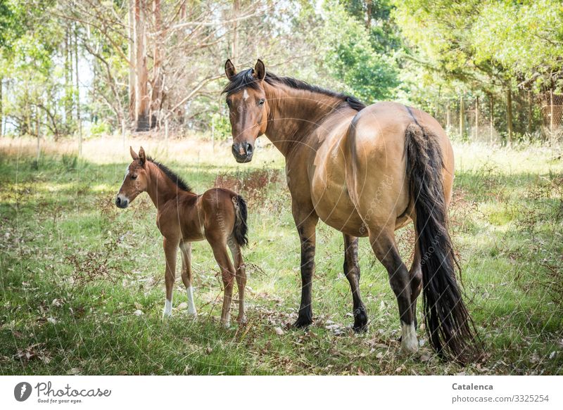 Mutter und Tochter, Stute und Fohlen auf der Weide Natur Flora Fauna Tier Nutztier Pferd Pferdekoppel Pflanze Wiese Bäume Eukalyptus Gras Himmel Tag Tageslicht